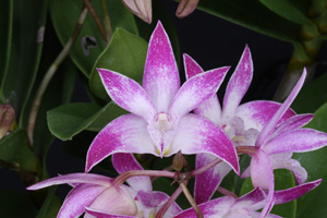 Den. Vista Awesome 'Irvine' HCC 77 pts.